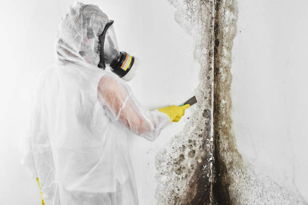 Best Mold Testing and Inspection Services in Federal Y, WA