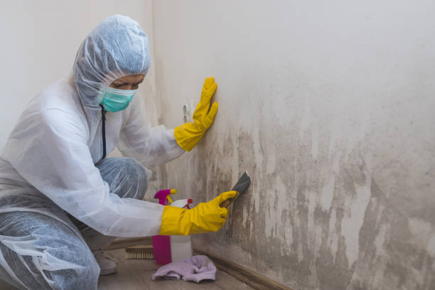 Best Emergency Mold Remediation in Federal Y, WA