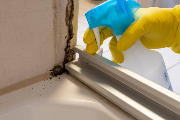 Best Bathroom Mold Remediation in Federal Y, WA