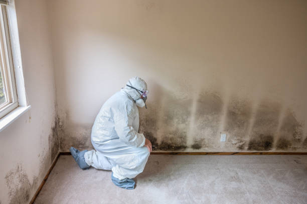 Trusted Federal Way, WA Mold Remediation Experts