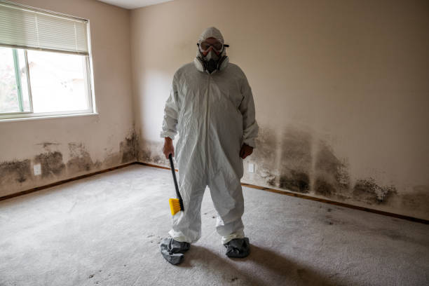 Best Basement Mold Remediation in Federal Y, WA