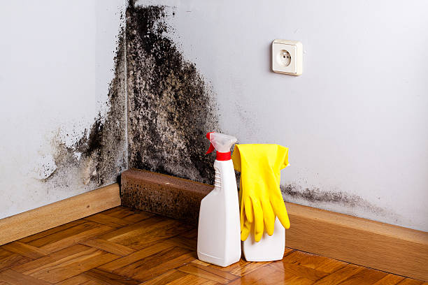 Best Residential Mold Remediation in Federal Y, WA